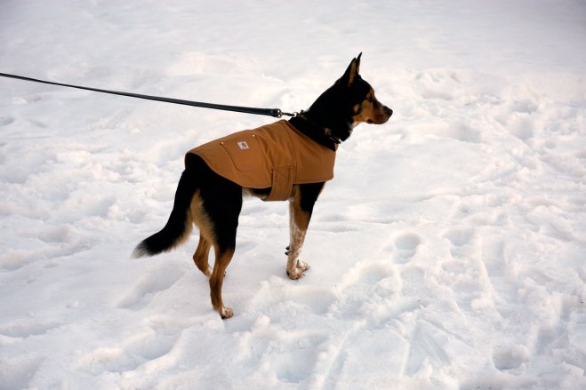 Dog Chore Coat / Crafted in Carhartt