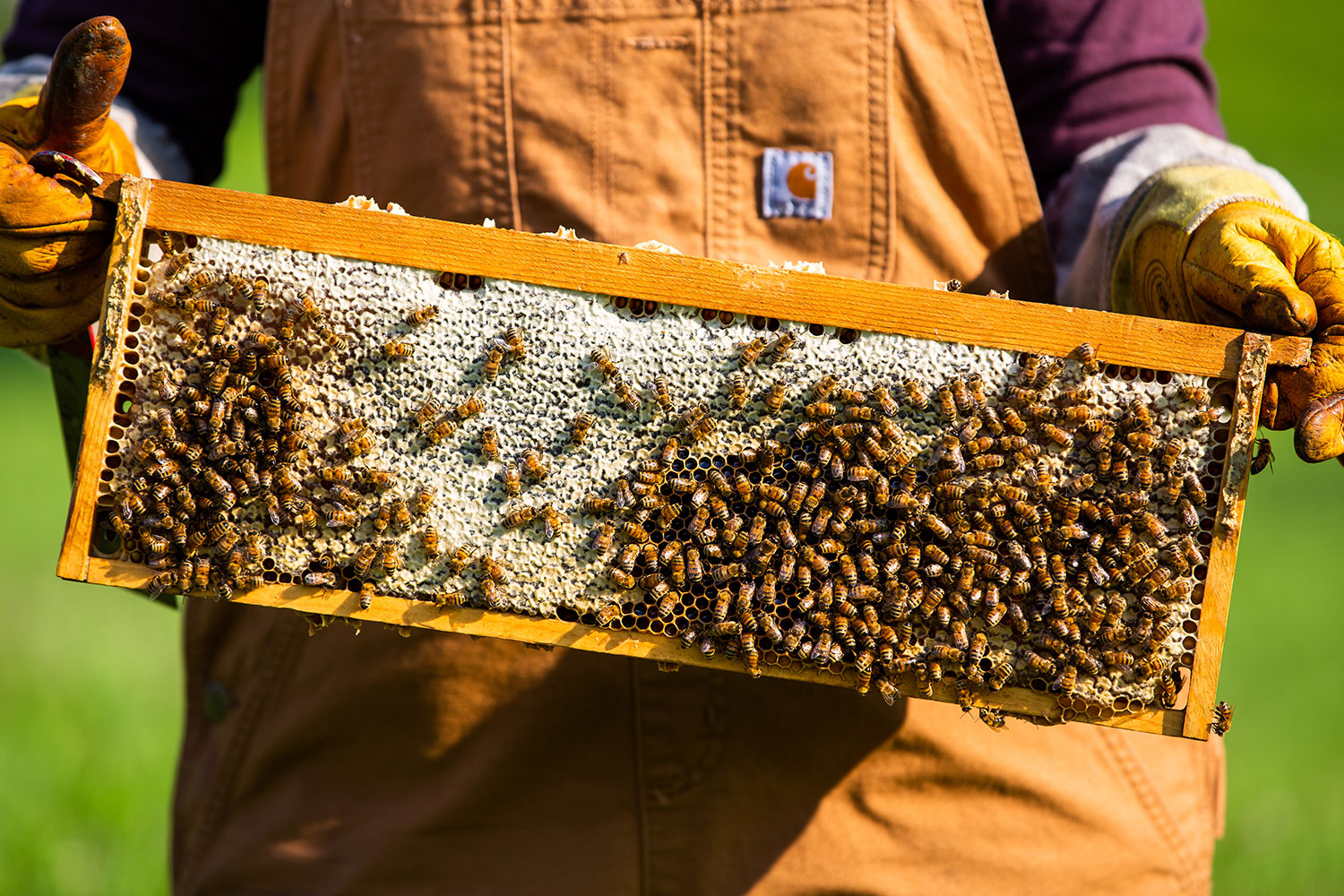 Messner Bee Farm in Kansas City / Crafted in Carhartt
